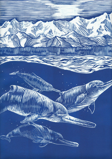 Artist’s reconstruction of Arktocara yakataga swimming offshore of Alaska 25 million years ago. Image: Alexandra Boersma